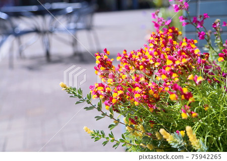 Hemekinsyyo flower Hemekinsyyo flower 75942265