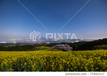 《Shirakimine Plateau, Nagasaki Prefecture》 Cherry blossoms and rape blossoms in full bloom under moonlight 《Shirakimine Plateau, Nagasaki Prefecture》 Cherry blossoms and rape blossoms in full bloom under moonlight 75942527