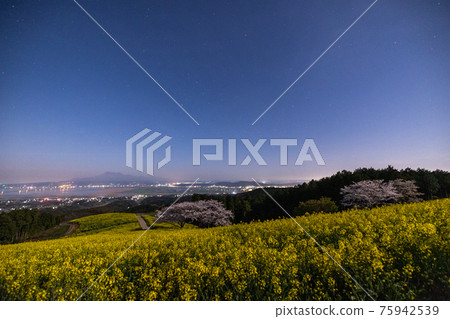 《長崎縣白峰高原》月光下盛開的櫻花和油菜花 75942539