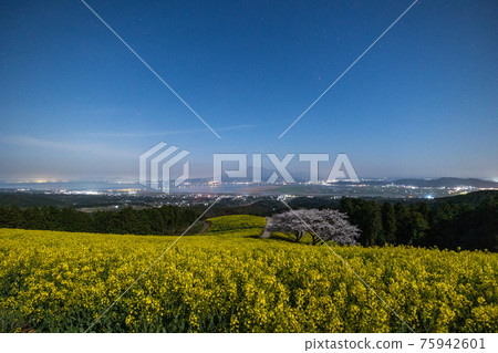 《Shirakimine Plateau, Nagasaki Prefecture》 Cherry blossoms and rape blossoms in full bloom under moonlight 75942601