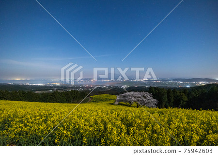 《Shirakimine Plateau, Nagasaki Prefecture》 Cherry blossoms and rape blossoms in full bloom under moonlight 75942603