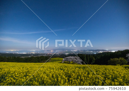 《Shirakimine Plateau, Nagasaki Prefecture》 Cherry blossoms and rape blossoms in full bloom under moonlight 75942610