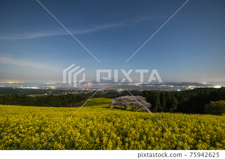 《長崎縣白峰高原》 油菜花田、櫻花盛開、風景秀麗的白峰高原 75942625