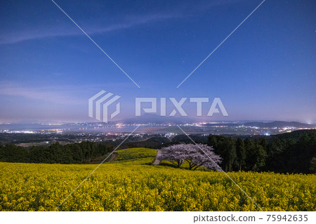 《Shirakimine Plateau, Nagasaki Prefecture》 Cherry blossoms and rape blossoms in full bloom under moonlight 75942635