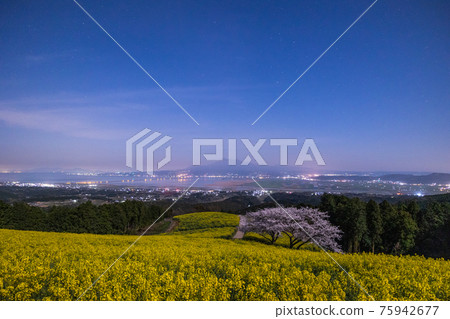 《長崎縣白峰高原》月光下盛開的櫻花和油菜花 75942677