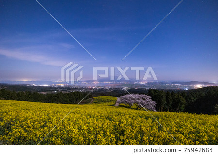 《長崎縣白峰高原》月光下盛開的櫻花和油菜花 75942683