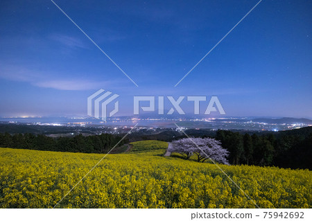 《長崎縣白峰高原》月光下盛開的櫻花和油菜花 75942692