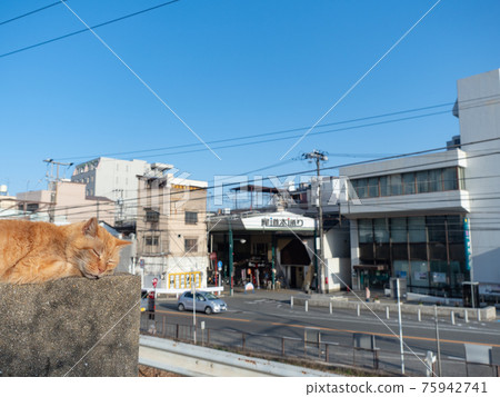 [廣島縣] 尾道的風景 茶虎斑貓在牆上打盹 75942741