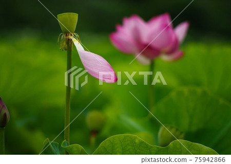 散落的荷花 75942866