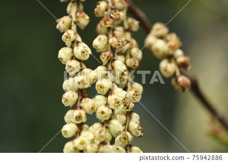 Tin Flower Tin Flower 75942886