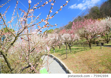 Plum Grove in Spring Plum Grove in Spring 75942894