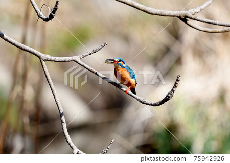 Kingfisher Kingfisher 75942926