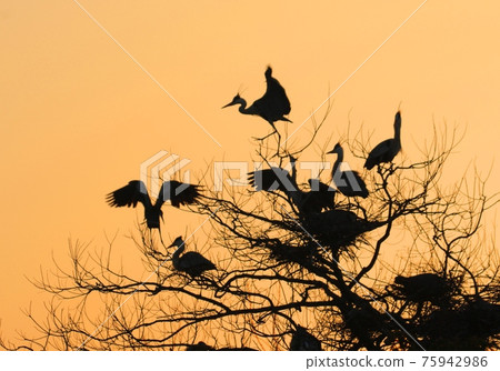 神崎町水鳥樂園 75942986
