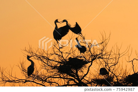 神崎町水鳥樂園 神崎町水鳥樂園 75942987