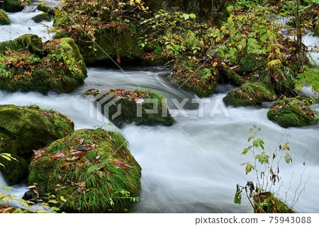 深秋奧入瀨溪流的景象@青森 75943088