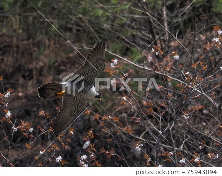 成年遊隼在開始盛開的野櫻花的背景下平靜地飛行 75943094