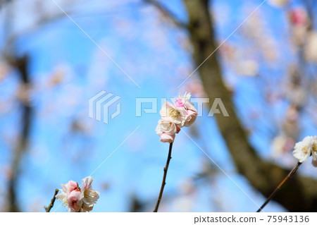 梅花如你所願 75943136