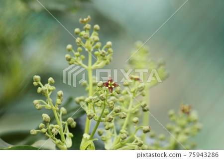 青木的花 青木的花 75943286