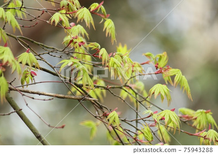 Fresh green of maple Fresh green of maple 75943288