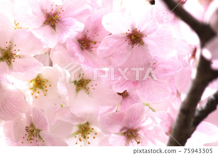 櫻花盛開 櫻花盛開 75943305