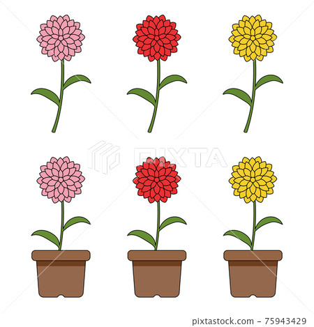 Dahlia illustration set 75943429
