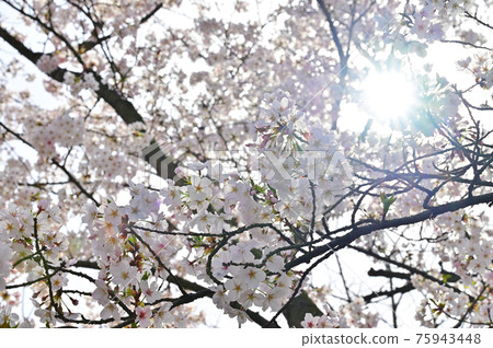 Sakura, a beautiful cherry blossom in Kagawa prefecture, Shikoku 75943448