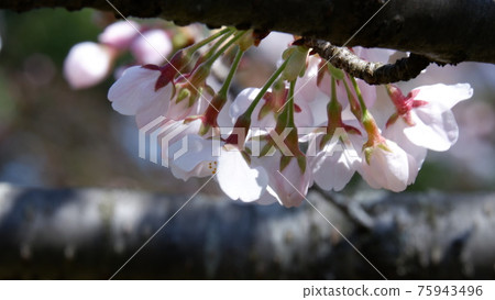 Cherry Blossoms Cherry Blossoms 75943496