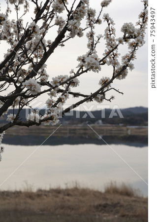 Cherry blossoms with the Nakdong River in the background Cherry blossoms with the Nakdong River in the background 75943497