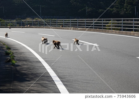 Movement of wild monkeys Movement of wild monkeys 75943606