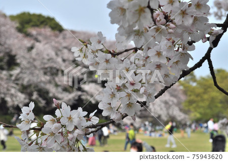 紀奴田公園的櫻花盛開,百花盛開。 紀奴田公園的櫻花盛開,百花盛開。 75943620