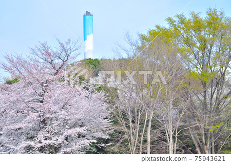紀奴田公園的櫻花盛開，百花盛開。 75943621