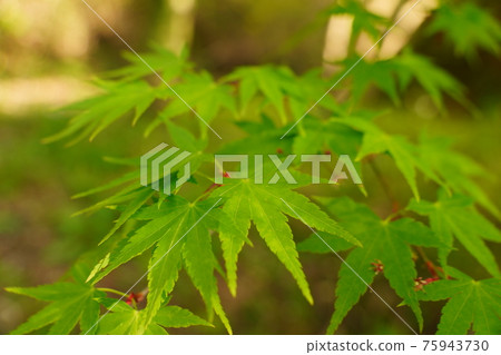 春天春紅葉 照片素材 圖片 圖庫