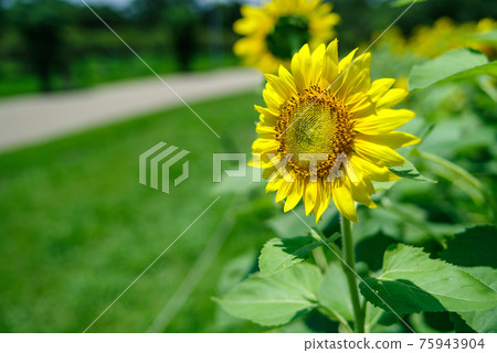 sunflower sunflower 75943904