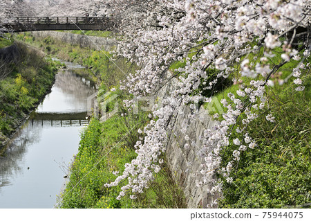 Cherry Blossoms	 75944075