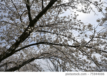 櫻桃樹 櫻桃樹 75944086