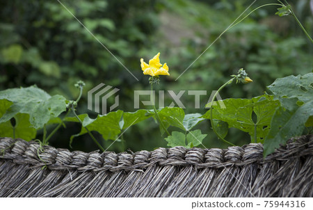 茅草屋頂上盛開的黃色葫蘆花 75944316