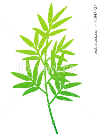 Green bamboo branch 75944427