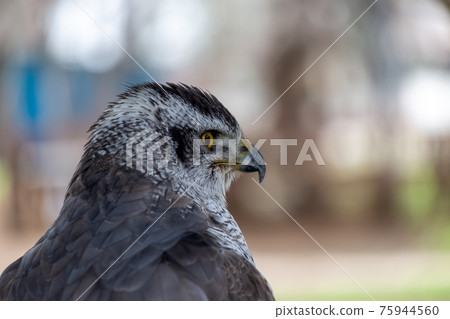 獵人的蒼鷹凝視 75944560