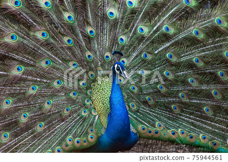一隻展開翅膀的印度雄性孔雀的外觀 一隻展開翅膀的印度雄性孔雀的外觀 75944561