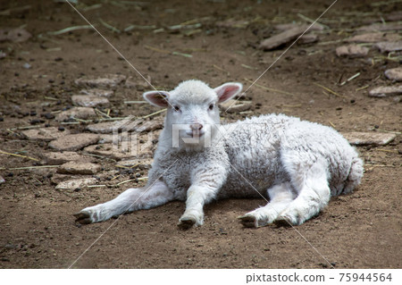 一隻可愛的羊 75944564