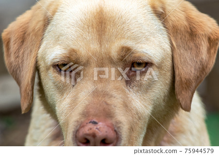 金毛眼睛[狗] 75944579