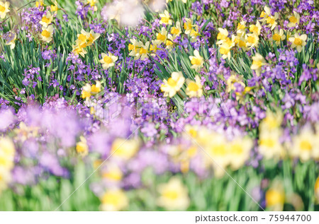 Spring flowers 75944700