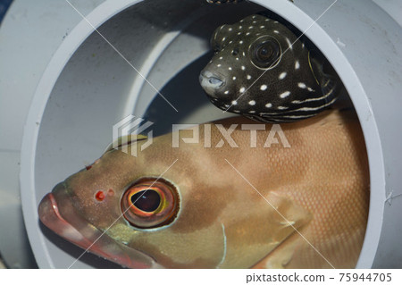 White-spotted puffer fish Fugu Akahata grouper White-spotted puffer fish Fugu Akahata grouper 75944705