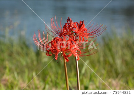 築後川的四季 / GOTO Travel 九州福岡縣觀光景點 築後川的四季 / GOTO Travel 九州福岡縣觀光景點 75944821