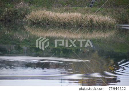 Chikugo River's Four Seasons / GOTO Travel Kyushu Fukuoka Prefecture Sightseeing Spots 75944822