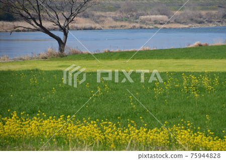 築後川的四季 / GOTO Travel 九州福岡縣觀光景點 75944828