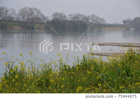 Chikugo River's Four Seasons / GOTO Travel Kyushu Fukuoka Prefecture Sightseeing Spots Chikugo River's Four Seasons / GOTO Travel Kyushu Fukuoka Prefecture Sightseeing Spots 75944875