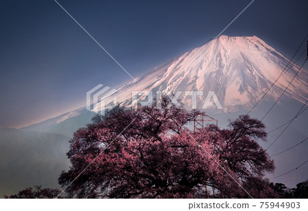 被月光照亮的富士山和灣塚山頂的櫻花 被月光照亮的富士山和灣塚山頂的櫻花 75944903