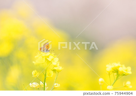 強姦花和蝴蝶 強姦花和蝴蝶 75944904