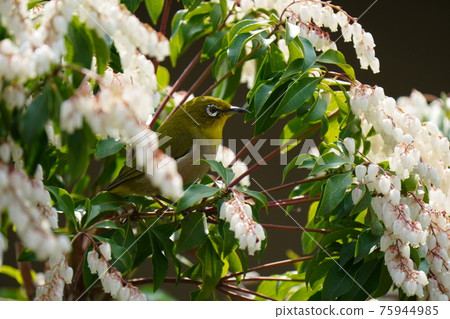 花園中的日本仙女樹花盛開,日本白眼吸花蜜。 花園中的日本仙女樹花盛開,日本白眼吸花蜜。 75944985